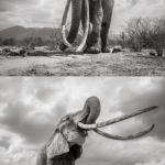 Taken by Will Burrard Lucas with "BeetleCam" (she died of natural causes shortly thereafter at over 60) | LAST PHOTOS OF F_MU1 "THE ELEPHANT QUEEN" | image tagged in memes,elephant,wildlife | made w/ Imgflip meme maker