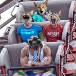 puppy | image tagged in puppy,cat,dog,rollercoaster,amusement park,roller coaster | made w/ Imgflip meme maker