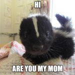 Baby skunk | HI; ARE YOU MY MOM | image tagged in baby skunk | made w/ Imgflip meme maker