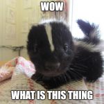 Baby skunk | WOW; WHAT IS THIS THING | image tagged in baby skunk | made w/ Imgflip meme maker