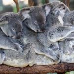 Koalas hug