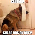 Ninja dog hides behind toilet paper | CAUTION! GUARD DOG ON DUTY! | image tagged in ninja dog hides behind toilet paper | made w/ Imgflip meme maker