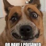 Dog Cringe | IS IT THE VIRUS? OR HAVE I POISONED MYSELF WITH ALL THIS DISINFECTANT? | image tagged in dog cringe | made w/ Imgflip meme maker