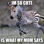Cute Baby Zebra | IM SO CUTE; IS WHAT MY MOM SAYS | image tagged in cute baby zebra | made w/ Imgflip meme maker