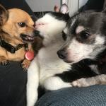 Unwanted Licks
