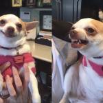 Smiling Dog Angry Dog meme