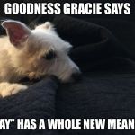 Goodness Gracie | GOODNESS GRACIE SAYS; “STAY” HAS A WHOLE NEW MEANING | image tagged in goodness gracie | made w/ Imgflip meme maker