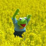 Happy Kermit