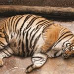 Fat tiger