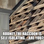 Self Isolation | RODNEY THE RACCOON IS SELF ISOLATING.....ARE YOU? | image tagged in self isolation | made w/ Imgflip meme maker