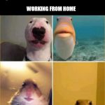 working from home | QUARANTINE DAY 1: ON THE ANIMAL PLANET; WORKING FROM HOME | image tagged in lockdown,quarantine,coronavirus,covid-19 | made w/ Imgflip meme maker