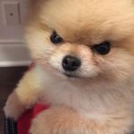 In These TP Challenged Times, Don't Treat Your Pomeranian Like It's A Shih Tzu | WHEN YOU HEAR YOUR HUMANS SAY WE CAN WIPE OUR BUTTS WITH THE DOG | image tagged in angry pomeranian,toilet paper,memes,coronavirus,corona,covid-19 | made w/ Imgflip meme maker