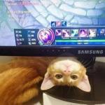 Cat PC