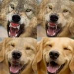 Wolf to Dog meme