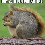 Fat Squirrel | DAY 2: INTO QUARANTINE | image tagged in fat squirrel | made w/ Imgflip meme maker