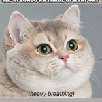 Heavy Breathing Cat | EVERY ONE TRIES SO HARD TO GET 10 UPVOTES; ME: UPLOADS AN IMAGE OF A FAT CAT | image tagged in memes,heavy breathing cat | made w/ Imgflip meme maker