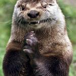 evil otter