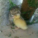 Kitten and Duckling meme