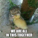 Kitten and Duckling | WE ARE ALL IN THIS TOGETHER | image tagged in kitten and duckling | made w/ Imgflip meme maker