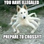 Spiderdog | YOU HAVE ILLEGALED; PREPARE TO CROSSFIT | image tagged in spiderdog | made w/ Imgflip meme maker