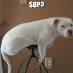 dog on stool | SUP? | image tagged in dog on stool | made w/ Imgflip meme maker