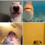 animals close to camera meme