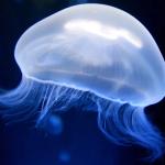 jellyfish Meme Generator - Imgflip