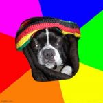 Rasta Dog | image tagged in boston terrier,rasta,jamaican,dog,ganja,dreads | made w/ Imgflip meme maker
