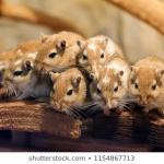 Army Of The 12 Gerbils