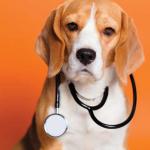 Coronavirus Dog Doctor