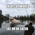 Big fish | IN DIS OL WORLD; EAT OR BE EATEN | image tagged in big fish | made w/ Imgflip meme maker