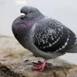 Fat Pigeon