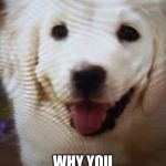 Dog | MY DOG AT NIGHT; WHY YOU NOT SLEEPING | image tagged in dog | made w/ Imgflip meme maker