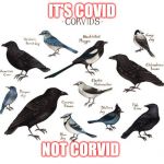 Covid | IT'S COVID; NOT CORVID | image tagged in covid | made w/ Imgflip meme maker
