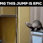 Fearless Ferret GIF Template