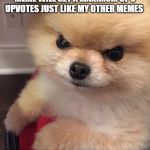 Angry Pomeranian | WHEN YOU REALIZE THAT THIS MEME WILL GET A MAXIMUM OF 5 UPVOTES JUST LIKE MY OTHER MEMES GGGGGRRRRRRRRR | image tagged in angry pomeranian | made w/ Imgflip meme maker