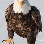 eagle