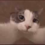 Kisses Cat GIF Template