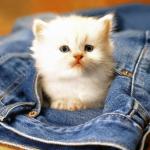 Cute Cat in pocket
