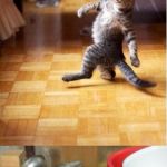 Party cat | BEFORE MEMES; AFTER MEMES | image tagged in party cat | made w/ Imgflip meme maker