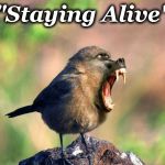 stay | "Staying Alive" | image tagged in stay | made w/ Imgflip meme maker