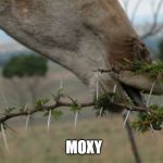 moxy | MOXY | image tagged in moxy | made w/ Imgflip meme maker