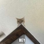 swgcat | HEY | image tagged in swgcat | made w/ Imgflip meme maker