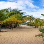 Palm Trees & Sand