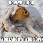 Dog licking bals  | HOW YOU LOOK; WHEN YOU LAUGH AT YOUR OWN JOKE | image tagged in dog licking bals | made w/ Imgflip meme maker