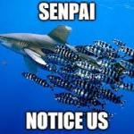 Senpai notice us