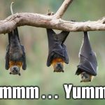 Coronavirus Covid-19 | Hmmm . . .  Yummy | image tagged in bats,coronavirus,corona virus,china,virus,made in china | made w/ Imgflip meme maker