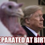 Trump Turkey | SEPARATED AT BIRTH | image tagged in trump turkey | made w/ Imgflip meme maker