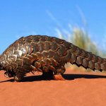 Pangolin