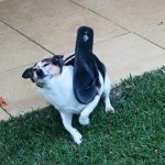 Dog being hit with slipper